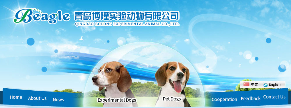 Beagle_Qingdao Bolong Experimental Animal Co.,Ltd-Qingdao bolong Beagle Dog  Breeding Co.,Ltd